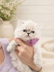 Ready Now! Persian Himalayan Kittens - Photo 5