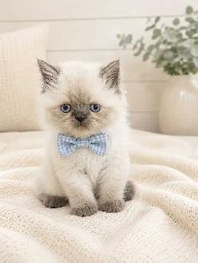 Ready Now! Persian Himalayan Kittens - Photo 6