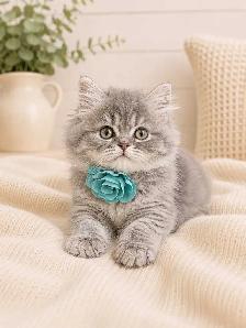Ready Now! Persian Himalayan Kittens - Photo 7