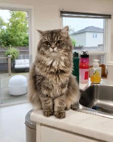 Ready Now! Persian Himalayan Kittens - Photo 8