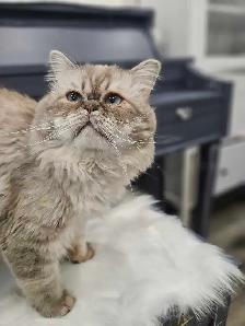 Ready Now! Persian Himalayan Kittens - Photo 9