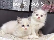 2 month old ragdoll kittens ready now