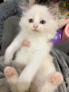 2 month old ragdoll kittens ready now - Photo 2