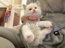 2 month old ragdoll kittens ready now - Photo 6