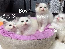 2 month old ragdoll kittens ready now - Photo 9
