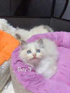 2 month old ragdoll kittens ready now - Photo 10