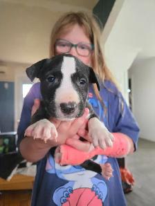 Bébé Bull Terrier