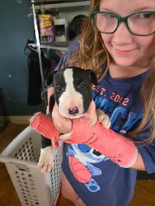 Bébé Bull Terrier - Photo 3