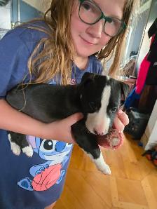 Bébé Bull Terrier - Photo 4