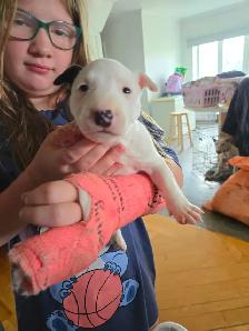 Bébé Bull Terrier - Photo 5