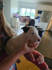Bébé Bull Terrier - Photo 6