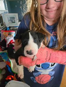 Bébé Bull Terrier - Photo 7