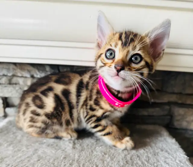 PUREBRED Bengal Kittens