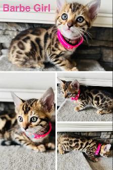 PUREBRED Bengal Kittens - Photo 3
