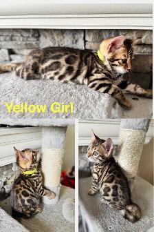 PUREBRED Bengal Kittens - Photo 4