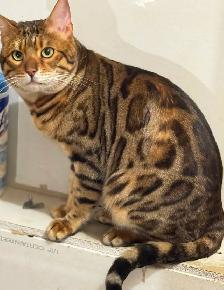 PUREBRED Bengal Kittens - Photo 5