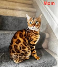 PUREBRED Bengal Kittens - Photo 7