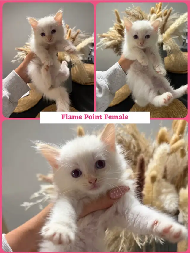 kittens ready to go - ragdoll mix