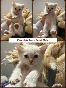 kittens ready to go - ragdoll mix - Photo 2