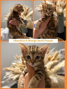 kittens ready to go - ragdoll mix - Photo 3
