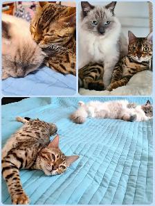 kittens ready to go - ragdoll mix - Photo 4