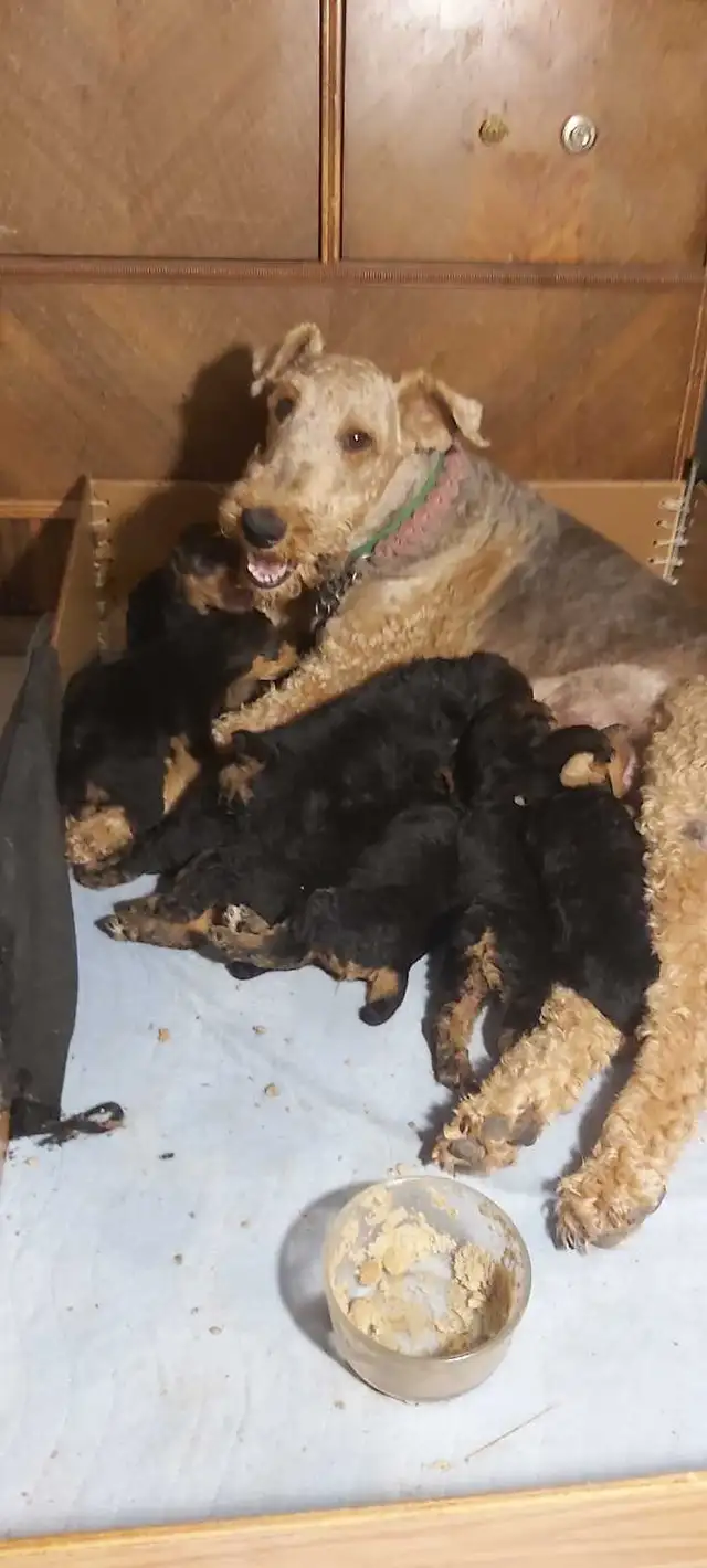 Airedale Terrier Puppies CKC Reg'd