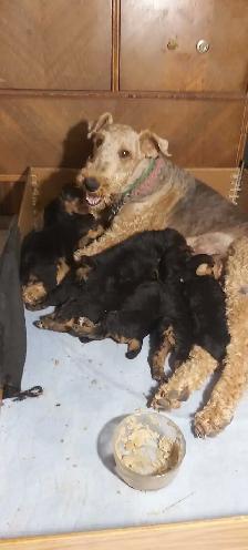 Airedale Terrier Puppies CKC Reg'd