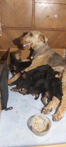 Airedale Terrier Puppies CKC Reg'd - Photo 2