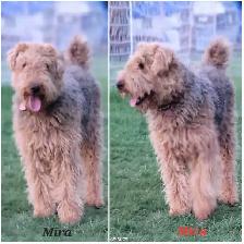 Airedale Terrier Puppies CKC Reg'd - Photo 3