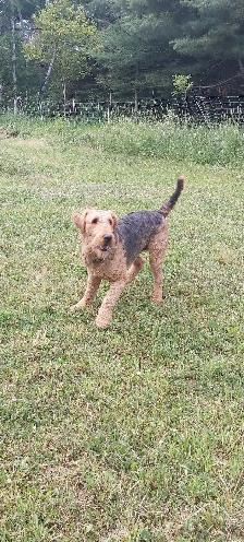 Airedale Terrier Puppies CKC Reg'd - Photo 4