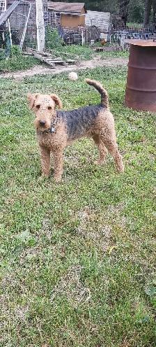 Airedale Terrier Puppies CKC Reg'd - Photo 5