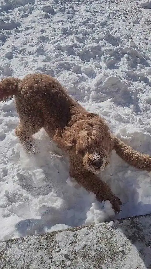 BEST PET SITTING EDMONTON