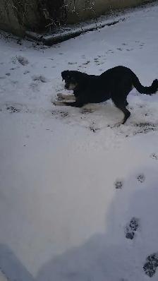 BEST PET SITTING EDMONTON - Photo 2