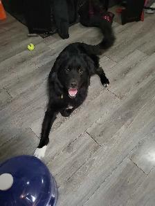 BEST PET SITTING EDMONTON - Photo 3