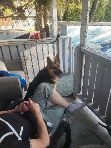 BEST PET SITTING EDMONTON - Photo 4