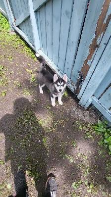 BEST PET SITTING EDMONTON - Photo 5