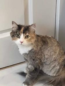 BEST PET SITTING EDMONTON - Photo 6