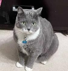 BEST PET SITTING EDMONTON - Photo 7