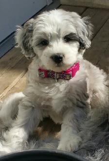 5 Star Holiday Dog Boarding and Pet Sitting