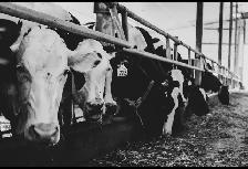 DAIRY HERDSPERSON/MILKER