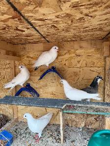pigeons for sale