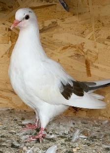 pigeons for sale - Photo 2