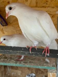 pigeons for sale - Photo 3