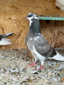 pigeons for sale - Photo 4