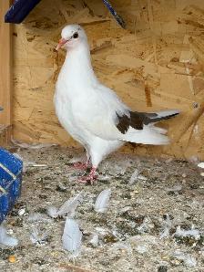 pigeons for sale - Photo 5