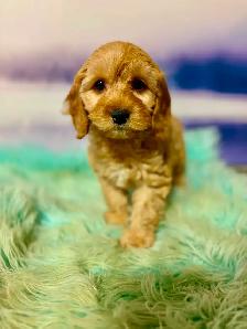 Cockapoo Puppies