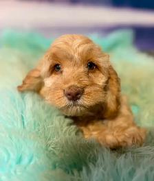 Cockapoo Puppies - Photo 2