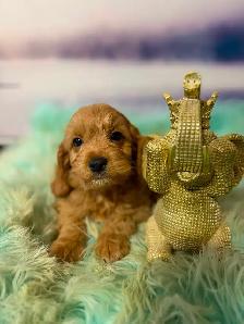 Cockapoo Puppies - Photo 3