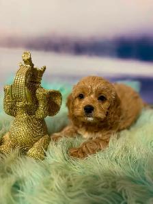 Cockapoo Puppies - Photo 4