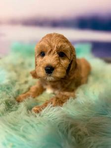 Cockapoo Puppies - Photo 5